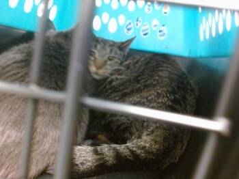 Domestic Short Hair Cats Available for Adoption - ZELDA | PetCurious