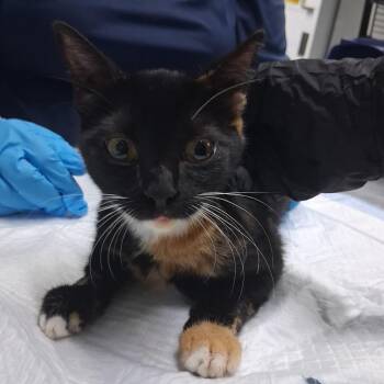 Lilliana -  Domestic Short Hair Cat for Adoption in Summerville, South Carolina - Lilliana | PetCurious