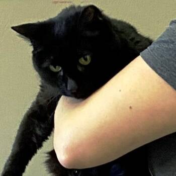 Rescue Domestic Short Hair Cats for Adoption in Pagosa Springs, Colorado - Luna | PetCurious