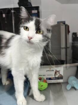 Kitty Poppins -  Domestic Medium Hair Cat for Adoption in Dayton, Minnesota - Kitty Poppins | PetCurious