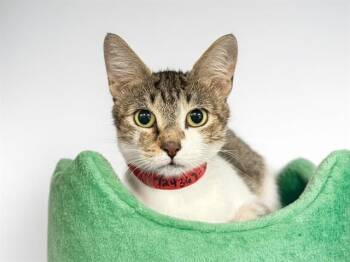 ANGELA -  Domestic Short Hair Cat for Adoption in Fort Lauderdale, Florida - ANGELA | PetCurious
