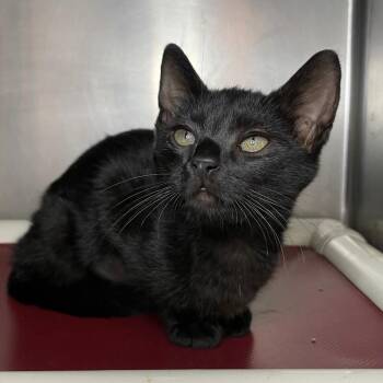 Astrid -  Domestic Short Hair Cat for Adoption in Roanoke, Virginia - Astrid | PetCurious