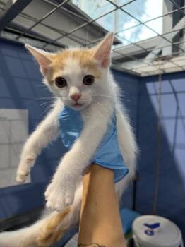 OLIE -  Domestic Short Hair Cat for Adoption in San Bernardino, California - OLIE | PetCurious