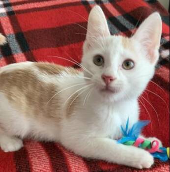 Rescue Domestic Short Hair Cats for Adoption in Liverpool, Texas - Cinnabon | PetCurious
