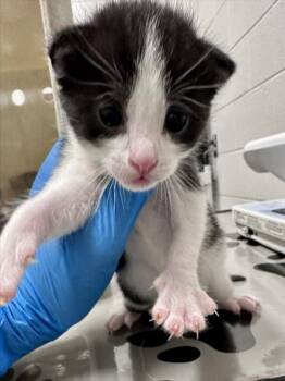 ALFALFA -  Domestic Short Hair Cat for Adoption in Derwood, Maryland - ALFALFA | PetCurious