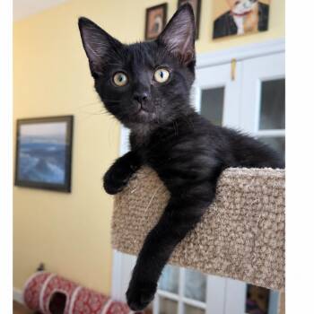Boxie -  Domestic Short Hair Cat for Adoption in Newport News, Virginia - Boxie | PetCurious
