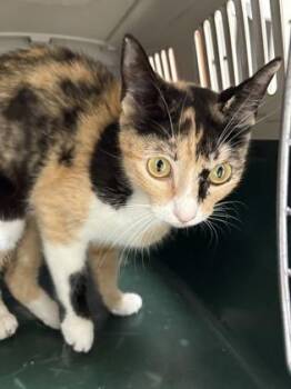 Domestic Short Hair Cats Available for Adoption in San Antonio, Texas - Paris | PetCurious