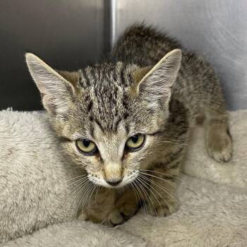Rose -  Domestic Short Hair Cat for Adoption in Roanoke, Virginia - Rose | PetCurious