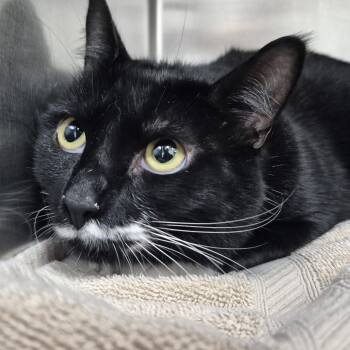 Rescue Domestic Short Hair Cats for Adoption in Newark, New Jersey - Fender | PetCurious