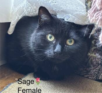 Rescue Domestic Short Hair Cats for Adoption in Calais, Maine - Sage And Penny | PetCurious