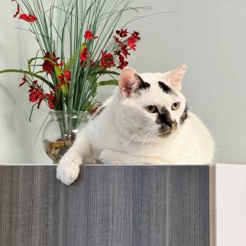 Olaf -  Domestic Short Hair Cat for Adoption in Syosset, New York - Olaf | PetCurious