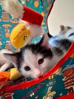 Dana -  Domestic Short Hair Cat for Adoption in Fort Collins, Colorado - Dana | PetCurious