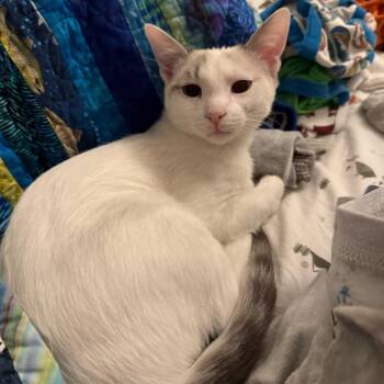 Domestic Short Hair Cats Available for Adoption - Granger | PetCurious