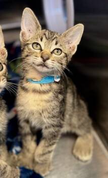 Ducky -  Domestic Short Hair Cat for Adoption in Missoula, Montana - Ducky | PetCurious