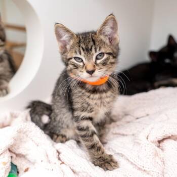 Breeze -  Domestic Short Hair Cat for Adoption in New York, New York - Breeze | PetCurious