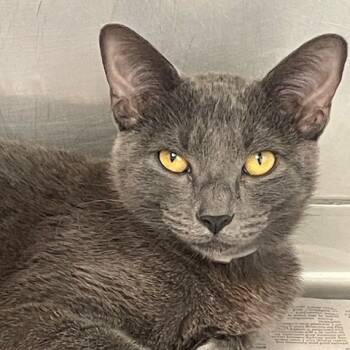 Rescue Domestic Short Hair Cats for Adoption in Hawthorne, California - Grace | PetCurious