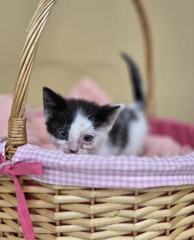 Rescue Domestic Short Hair Cats for Adoption in Park Rapids, Minnesota - Cuttlefish | PetCurious