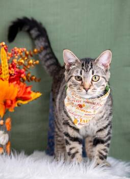 Rescue Domestic Short Hair Cats for Adoption in Sevierville, Tennessee - Catpurrccino | PetCurious