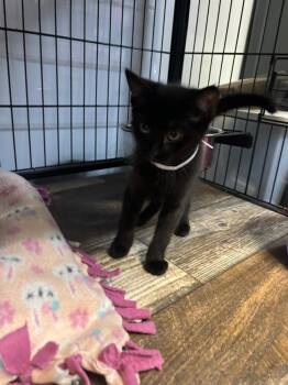 Carol -  Domestic Short Hair Cat Available for Adoption in Algona, Iowa - Carol | PetCurious