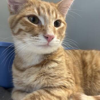 Cap -  Domestic Short Hair Cat for Adoption in Saint Charles, Missouri - Cap | PetCurious