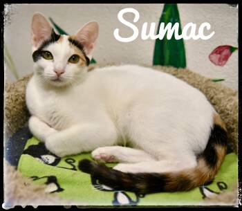 Rescue Domestic Short Hair Cats for Adoption in El Cajon, California - Sumac | PetCurious