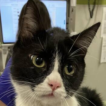 111946 -  Domestic Medium Hair Cat for Adoption in Las Cruces, New Mexico - 111946 | PetCurious