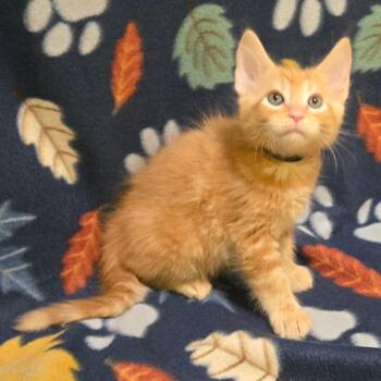 Domestic Medium Hair Cats Available for Adoption in Brownsboro, Alabama - Goosegrass | PetCurious