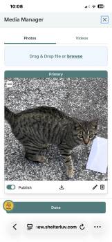 Tony the Tiger -  Domestic Short Hair Cat for Adoption in Hammond, Indiana - Tony The Tiger | PetCurious