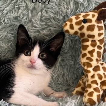 Baby Doby -  Tuxedo Cat for Adoption in Wyandotte, Michigan - Baby Doby | PetCurious