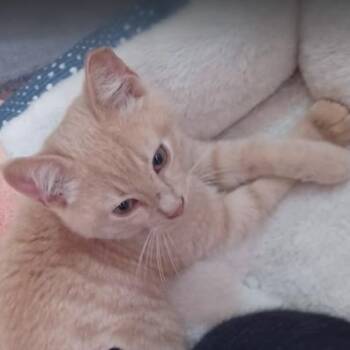 Domestic Short Hair Cats Available for Adoption - Poppy | PetCurious