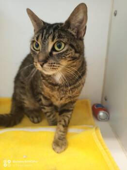 Domestic Short Hair Cats Available for Adoption in Sterling, Massachusetts - Carlie 2 Years Female AVAILABLE 4/15 | PetCurious