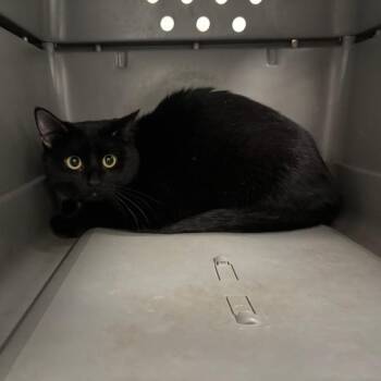 Cora -  Domestic Short Hair Cat for Adoption in Des Moines, Iowa - Cora | PetCurious