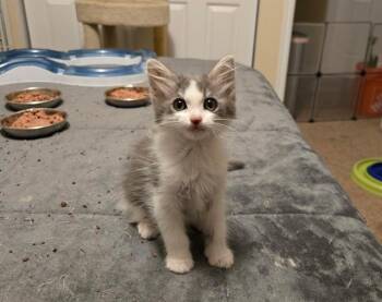 MERRY -  Domestic Short Hair Cat for Adoption in West Valley City, Utah - MERRY | PetCurious