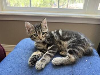 PEANUT -  Domestic Short Hair Cat for Adoption in Colorado Springs, Colorado - PEANUT | PetCurious