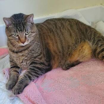 Tiger -  Domestic Short Hair Cat for Adoption in Davenport, Iowa - Tiger | PetCurious