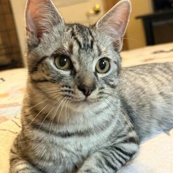Niko -  Domestic Short Hair Cat for Adoption in Liverpool, Texas - Niko | PetCurious