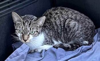 Rescue Tabby Cats for Adoption in Franklin, Tennessee - TIGER TINA | PetCurious