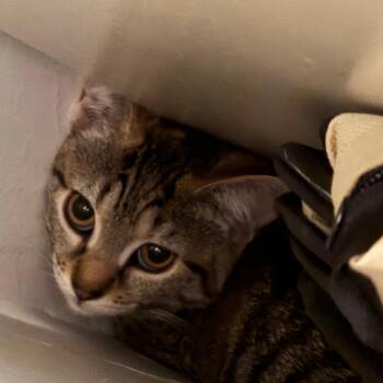 Domestic Short Hair Cats Available for Adoption in York, Pennsylvania - Jimantha | PetCurious
