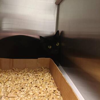 Domestic Short Hair Cats Available for Adoption in Chattanooga, Tennessee - Free Willy | PetCurious