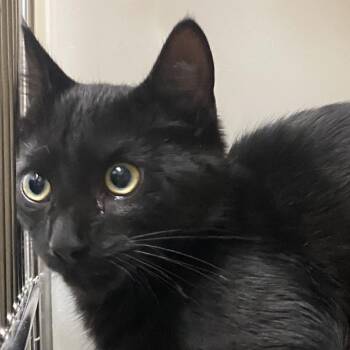 Domestic Short Hair Cats Available for Adoption in Harrisonburg, Virginia - Shadow | PetCurious
