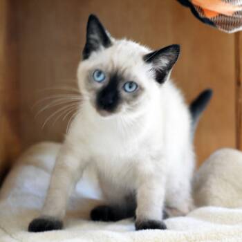 SABRINA -  Siamese Cat for Adoption in San Clemente, California - SABRINA | PetCurious