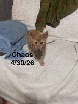 Chaos -  Domestic Short Hair Cat for Adoption in Zimmerman, Minnesota - Chaos | PetCurious