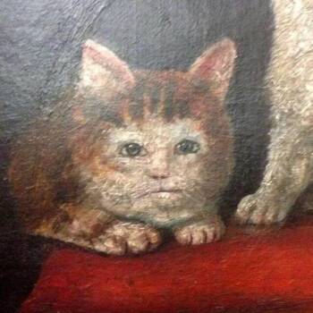 Howie -  Domestic Short Hair Cat for Adoption in Philadelphia, Pennsylvania - Howie | PetCurious