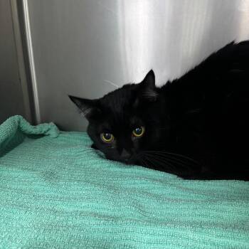 Berry -  Domestic Short Hair Cat for Adoption in Spokane, Washington - Berry | PetCurious