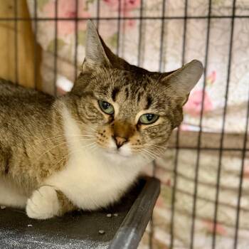 POPPY -  Domestic Short Hair Cat for Adoption in Battle Creek, Michigan - POPPY | PetCurious