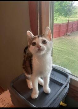 Wooly Bear -  Domestic Short Hair and Calico Cat for Adoption in Columbus, Minnesota - Wooly Bear | PetCurious