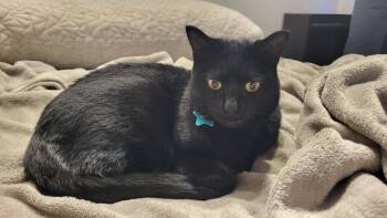 Rescue Domestic Short Hair Cats for Adoption in Millcreek, Utah - Socks | PetCurious