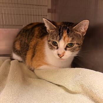 Lucia Mar -  Domestic Short Hair Cat for Adoption in Bristol, Indiana - Lucia Mar | PetCurious