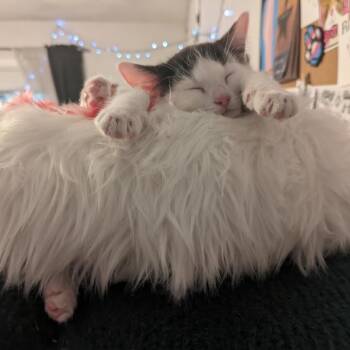 Domestic Short Hair Cats Available for Adoption in Madison, Wisconsin - Burr | PetCurious