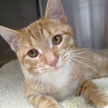 Domestic Short Hair Cats Available for Adoption - Ranch | PetCurious